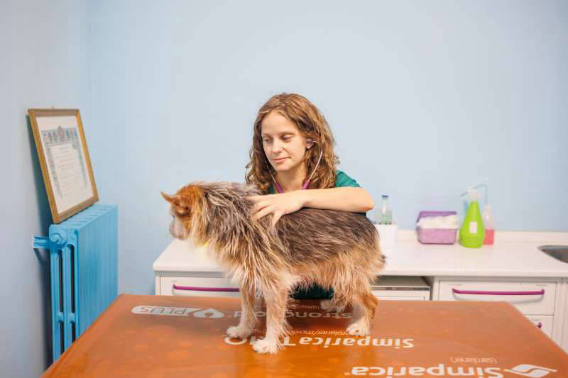 Veterinario cane visita Ambulatorio Veterinario Endoscopia gatto Bruino