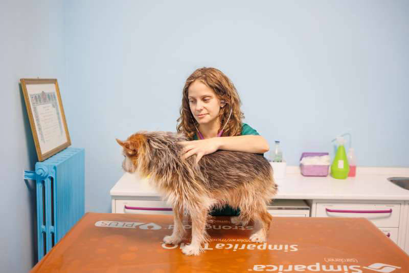 Veterinario cane visita Ambulatorio Veterinario Endoscopia gatto Bruino