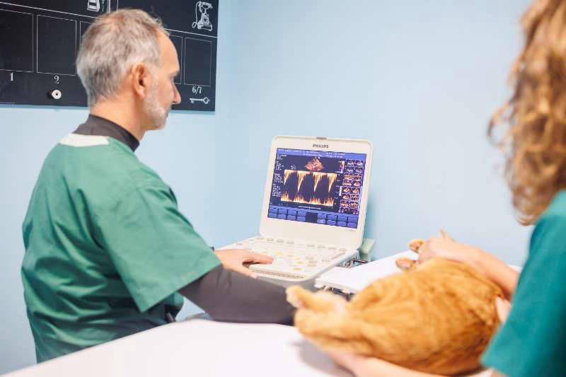 Veterinario Lastra Torino - Ambulatorio Veterinario Endoscopia gatto Bruino