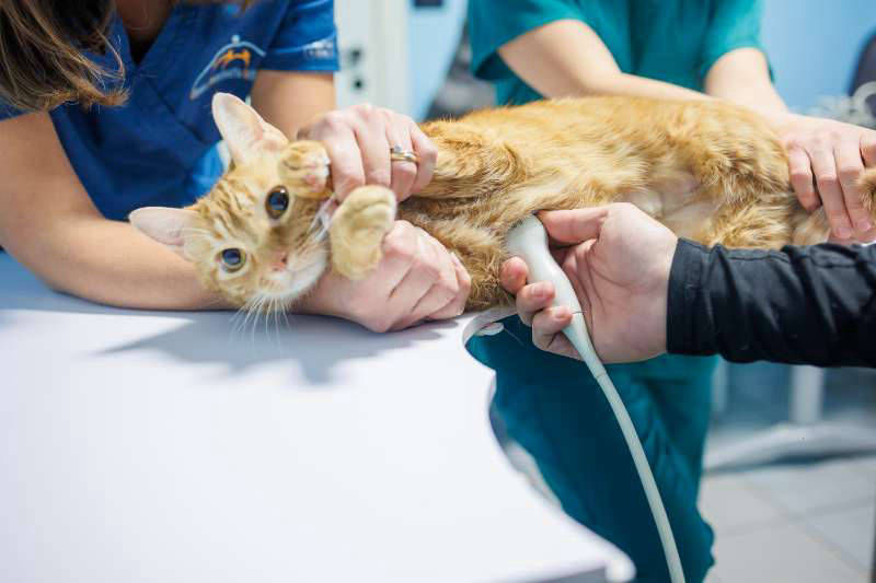 Veterinario Visita Gatto - Ambulatorio Veterinario Endoscopia gatto Bruino