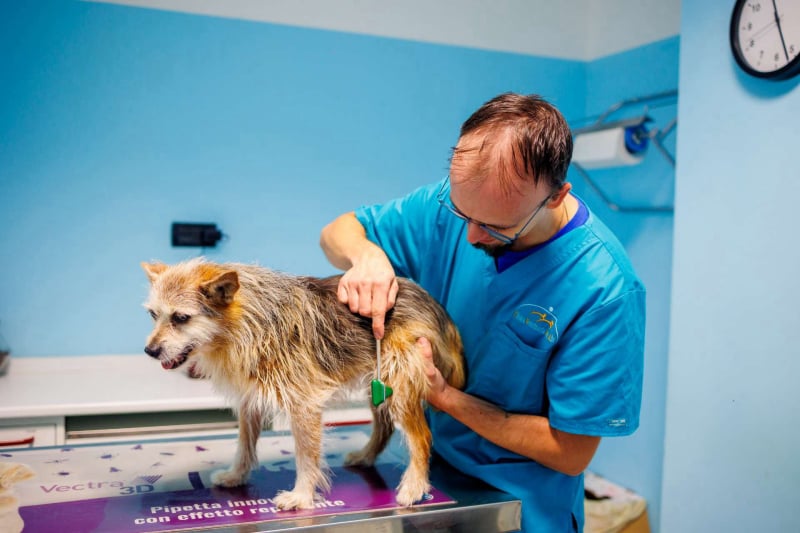 Veterinario Team di Lavoro  - Ambulatorio Veterinario Endoscopia gatto Bruino
