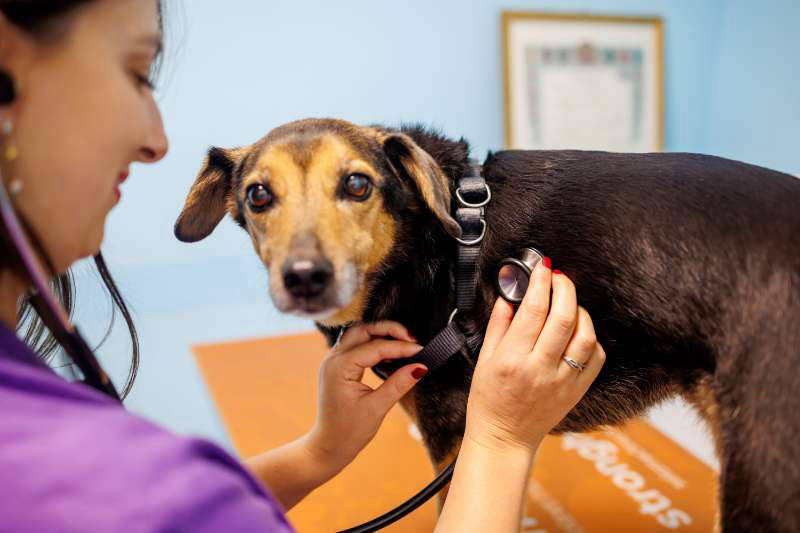 Veterinario Lastra Torino - Ambulatorio Veterinario Endoscopia gatto Bruino