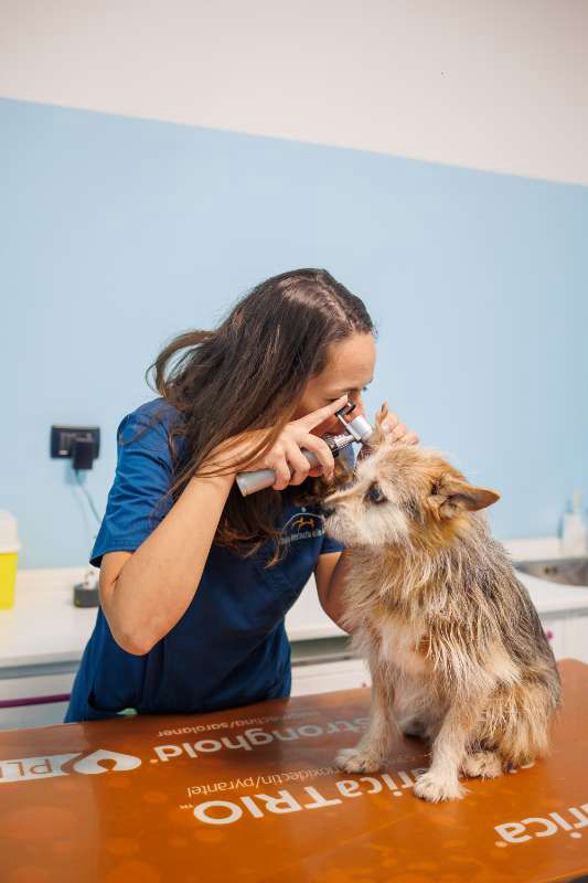 Cane visita a Torino Ambulatorio VeterinarioEndoscopia gatto Bruino